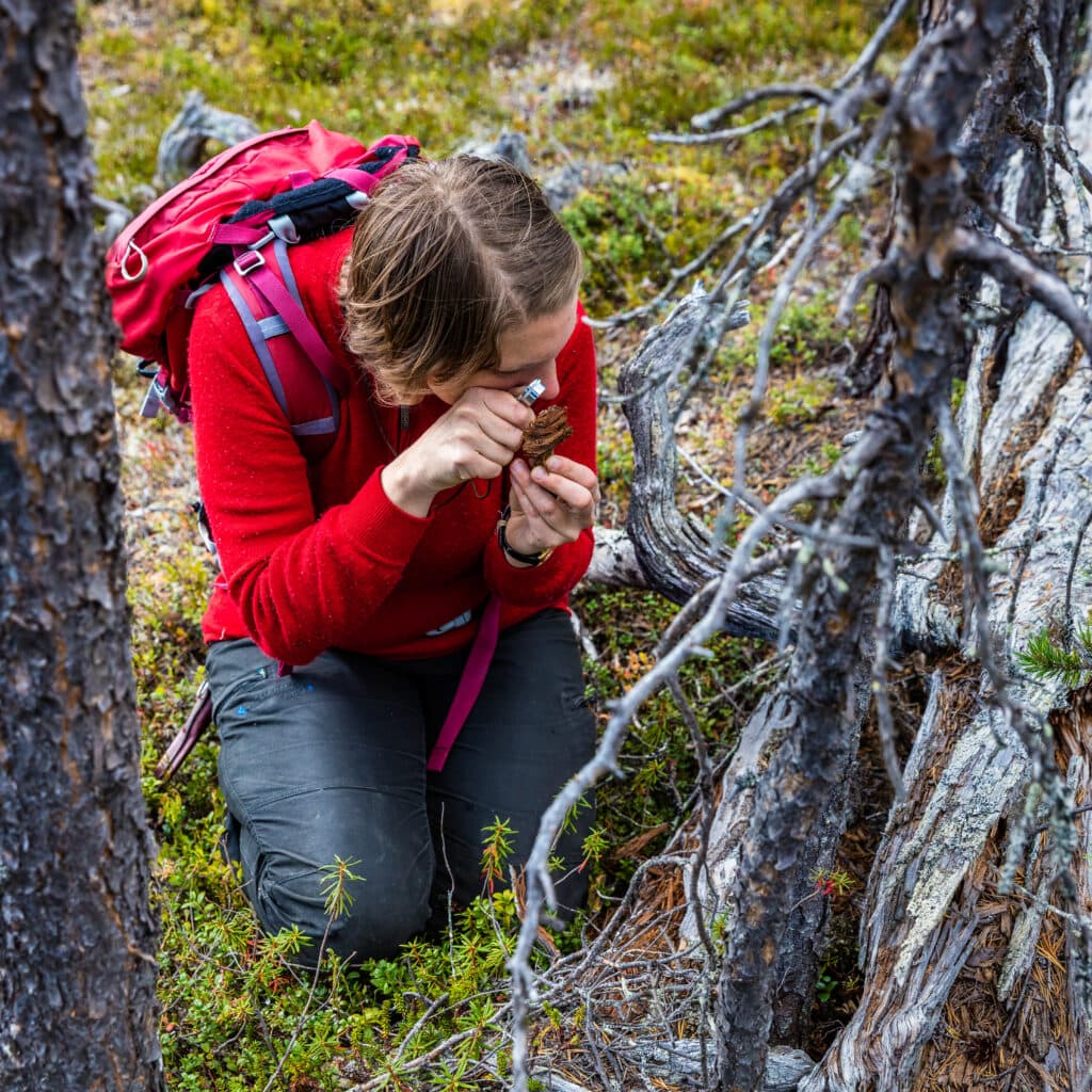 Friköpt profilbild. Får användas fritt inom Naturskyddsföreningens verksamhet internationellt, nationellt och lokalt - i webmedier, sociala medier, som affischer, i pdfer, bildspel, böcker, tidskrifter, rapporter, medlemsvärvning, insamling och kampanjer där NF är avsändare. Ev. kommersiell användning för försäljningsändamål ingår inte. Bilderna får ej heller spridas till tredje part utan Fotografernas tillstånd.
