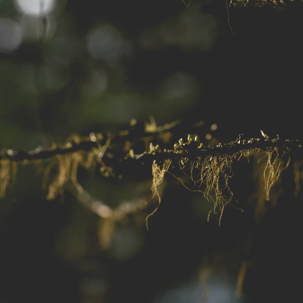 Macro shot of branch in sunlight taken on forest trail