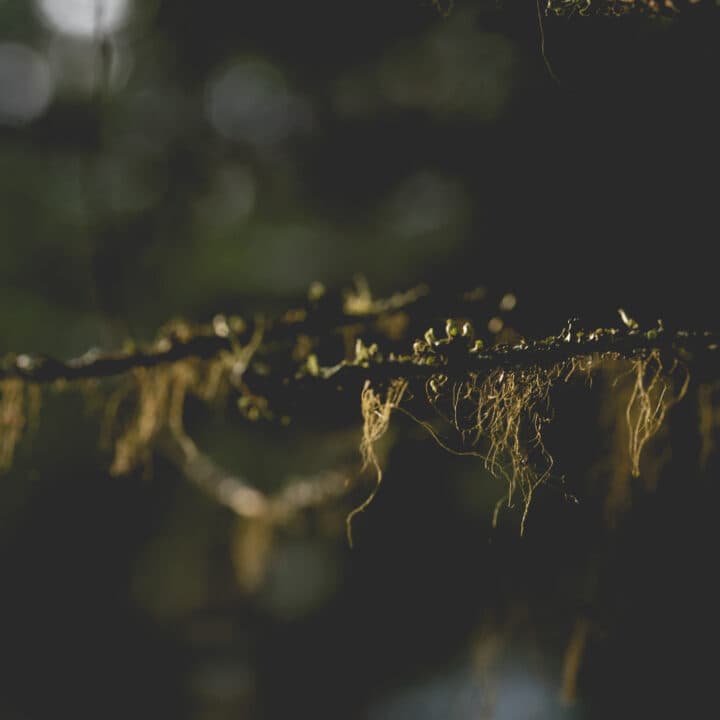 Macro shot of branch in sunlight taken on forest trail