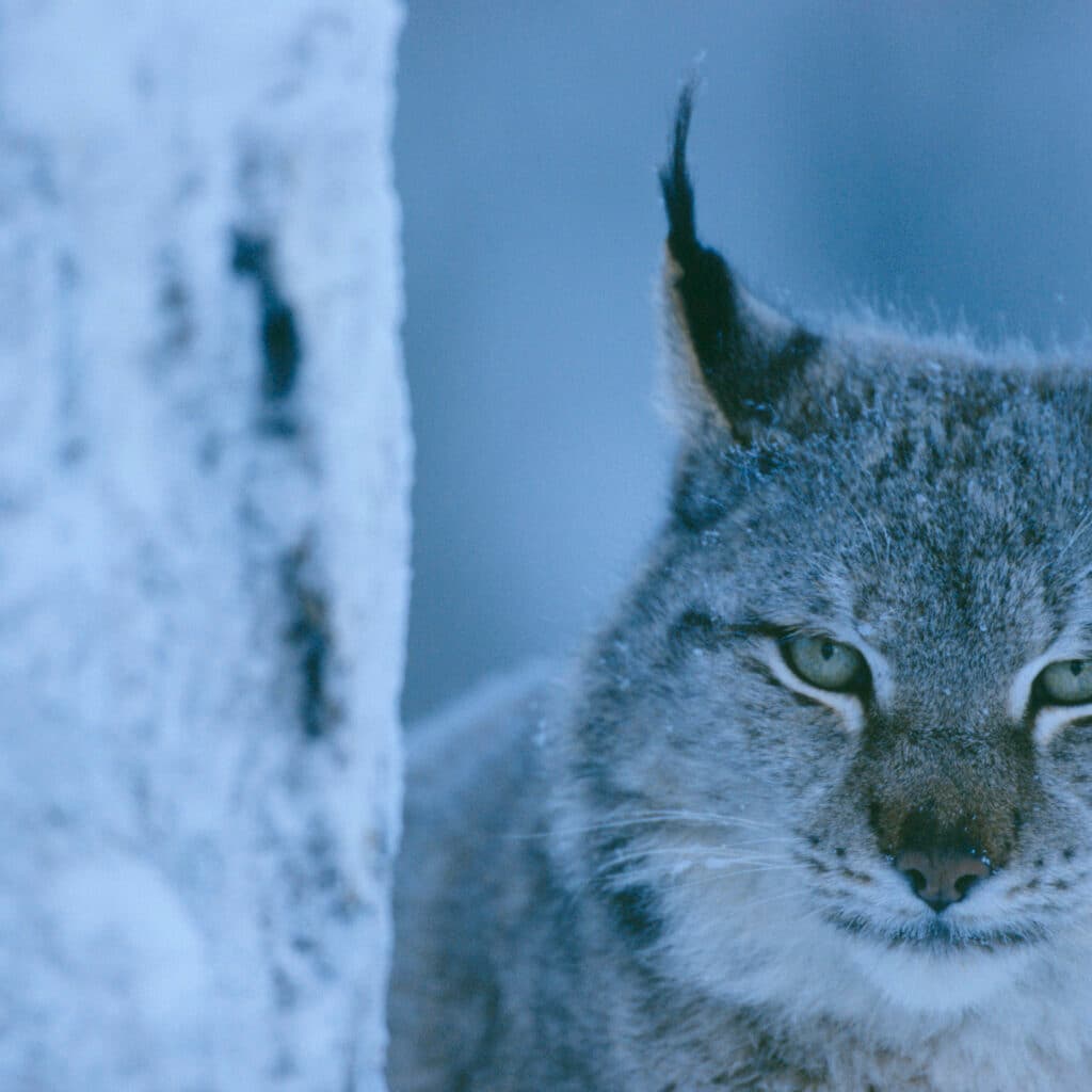 Eurasian Lynx, Lynx lynx, captive, Lycksele, Sweden