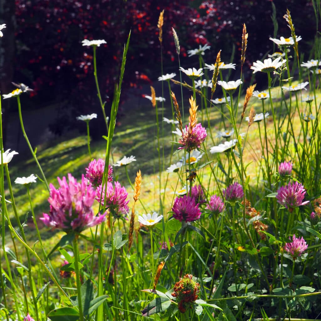 Sommaräng med vilda blommor