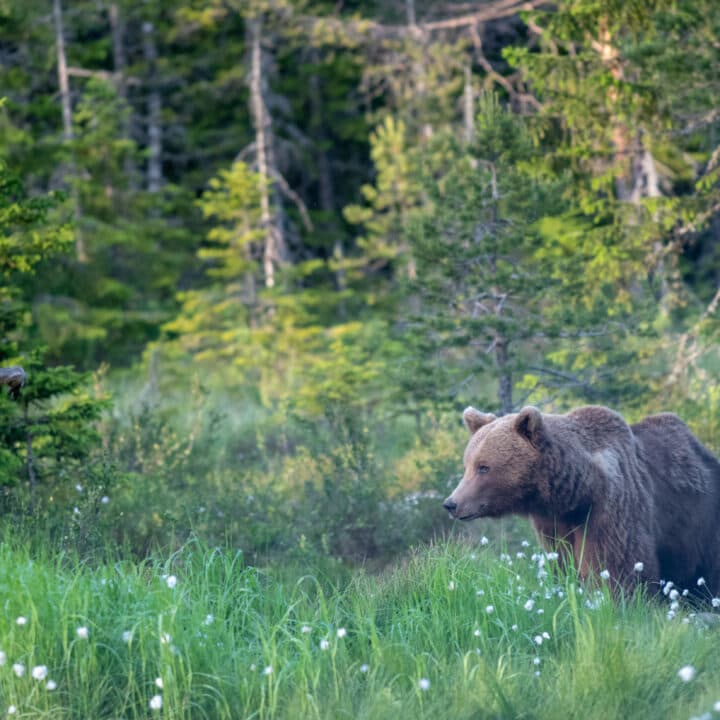 Bilden visar en brunbjörn som vandrar genom en äng med högt gräs och vita blommor, troligen ...