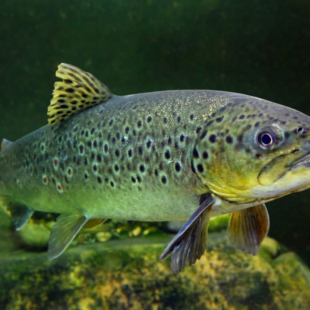 Bilden visar en fisk som simmar i vatten. Fisken har en mörkgrön till brunaktig färg med ljusare ...